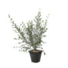 Olivier, Olea Europeae : Pot 4L -VIDAXL Soldes Magasin 1024362 1717117