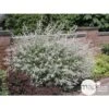 Salix Integra 'hakuro Nishiki': H.120cm Pot 15L 2 Salix Integra 'hakuro Nishiki': H.120cm Pot 15L -VIDAXL Soldes Magasin 1024628 001