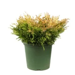 Juniperus Horizontalis Varié Pot D2,5cm 5 Juniperus Horizontalis Varié Pot D2,5cm -VIDAXL Soldes Magasin 1024767 001