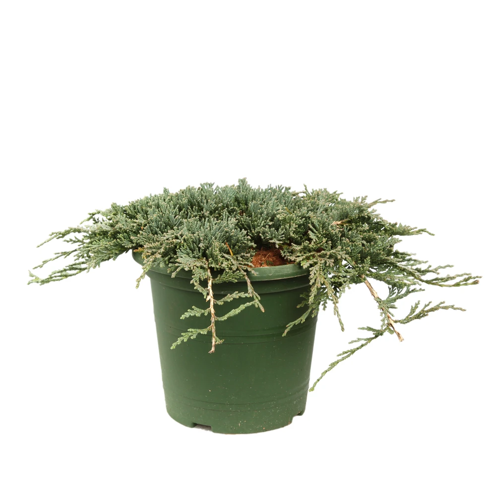 Juniperus Horizontalis Varié Pot D2,5cm 3 Juniperus Horizontalis Varié Pot D2,5cm