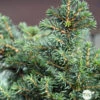 Picea Omorika 'Karel' -VIDAXL Soldes Magasin 1024768 1471741