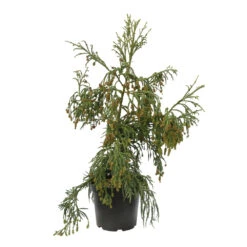 Cryptomeria Japonica 'Rasen-sugi' Pot 7,50 L