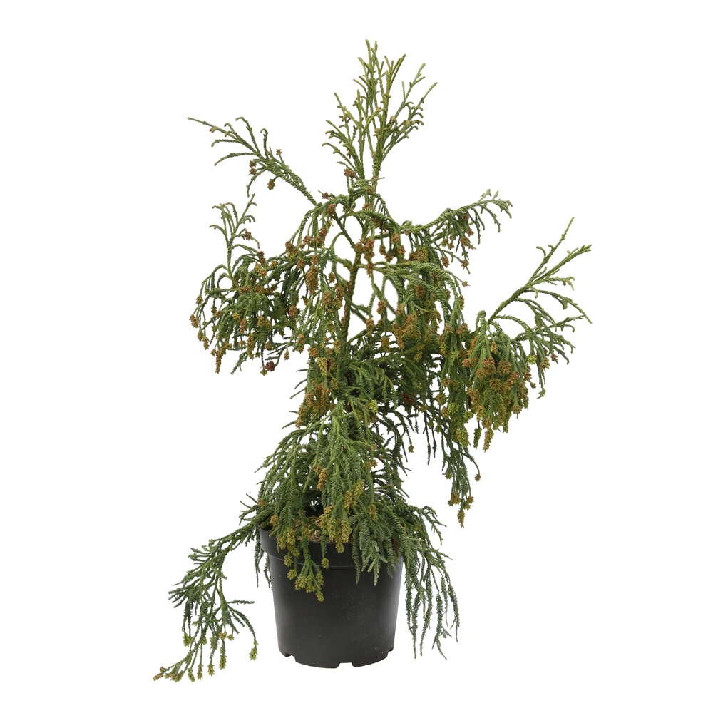 Cryptomeria Japonica 'Rasen-sugi' Pot 7,50 L 3 Cryptomeria Japonica 'Rasen-sugi' Pot 7,50 L