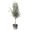 Olivier, Olea Europeae, ' Cipressino ' : Pot 70L 2 Olivier, Olea Europeae, ' Cipressino ' : Pot 70L -VIDAXL Soldes Magasin 1060365 2058649