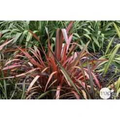 Phormium, Variétés Variables : Pot 4L -VIDAXL Soldes Magasin 228928 001