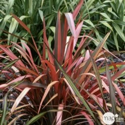 Phormium, Variétés Variables : Pot 4L -VIDAXL Soldes Magasin 228928 002