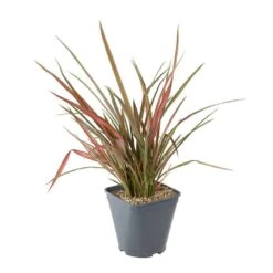 Phormium, Variétés Variables : Pot 4L -VIDAXL Soldes Magasin 228928 003