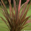 Phormium, Variétés Variables : Pot 4L 2 Phormium, Variétés Variables : Pot 4L -VIDAXL Soldes Magasin 228928 2118546