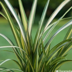 Phormium, Variétés Variables : Pot 4L -VIDAXL Soldes Magasin 228928 2118552