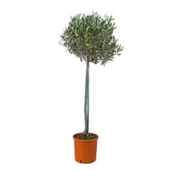 Olivier, Olea Europeae : H100 Cm Tige Pot D20cm -VIDAXL Soldes Magasin 316246 001