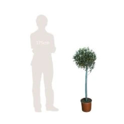 Olivier, Olea Europeae : H100 Cm Tige Pot D20cm -VIDAXL Soldes Magasin 316246 002