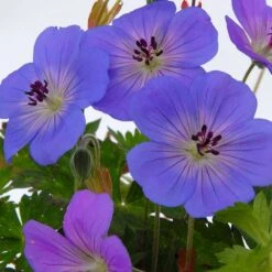 VIDAXL Soldes Magasin 32 Géranium Rozanne ® : Conteneur De 2 Litres Bleu