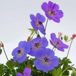 VIDAXL Soldes Magasin -VIDAXL Soldes Magasin 468587 005