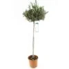 Olivier, Olea Europaea, Sur Tige H120/140cm : Pot D24cm -VIDAXL Soldes Magasin 471424 001
