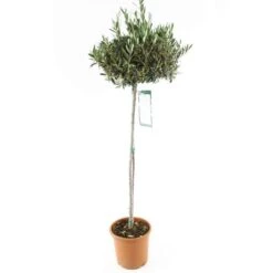 VIDAXL Soldes Magasin 19 Olivier, Olea Europaea, Sur Tige H120/140cm : Pot D24cm