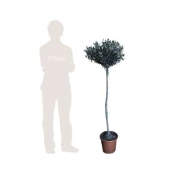 Olivier, Olea Europaea, Sur Tige H120/140cm : Pot D24cm 7 Olivier, Olea Europaea, Sur Tige H120/140cm : Pot D24cm -VIDAXL Soldes Magasin 471424 002