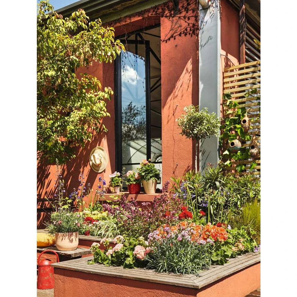 Olivier, Olea Europaea, Sur Tige H120/140cm : Pot D24cm 4 Olivier, Olea Europaea, Sur Tige H120/140cm : Pot D24cm – Image 2