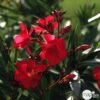 Laurier Rose - Nerium Oleander "Rouge": H70/80cm D25cm: Pot 7 Litres 1 Laurier Rose - Nerium Oleander "Rouge": H70/80cm D25cm: Pot 7 Litres -VIDAXL Soldes Magasin 488750 002