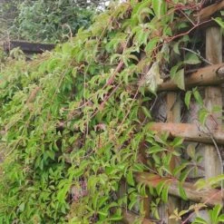 Vigne Vierge Henryana - Parthenocissus Henryana 3l -VIDAXL Soldes Magasin 4973df6b15814da6