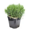 Lavandula Angustifolia Anna : C. 3L -VIDAXL Soldes Magasin 510699 2099937