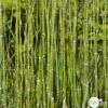 Equisetum Japonica : C.5L 1 Equisetum Japonica : C.5L -VIDAXL Soldes Magasin 572501 001
