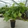 Vigne 'muscat De Hambourg' Bio Tailles:pot De 6 Litres, Hauteur 60/80 Cm -VIDAXL Soldes Magasin 5cf41cfadd0d3dea