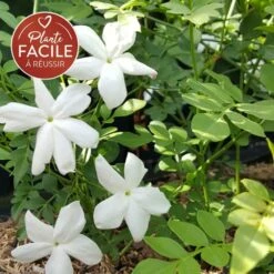 VIDAXL Soldes Magasin 51 Jasmin De Grasse' - Jasminum Grandiflorum 3l
