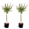 Set De 2 Salix Flamingo - Pot ⌀17cm - H.60-80cm (hauteur Pot Incluse) 2 Set De 2 Salix Flamingo - Pot ⌀17cm - H.60-80cm (hauteur Pot Incluse) -VIDAXL Soldes Magasin 628bcd26901da6.07656728
