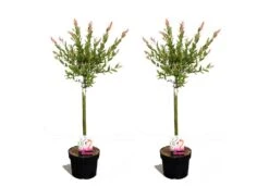 VIDAXL Soldes Magasin 16 Set De 2 Salix Flamingo - Pot ⌀17cm - H.60-80cm (hauteur Pot Incluse)