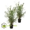 Set De 2 Bamboo "fargesia Nitida Gansu" - Pot ⌀17cm - H50-70cm (hauteur Pot In -VIDAXL Soldes Magasin 62d1061fb55ee0.33444365