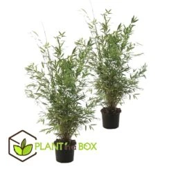 VIDAXL Soldes Magasin 10 Set De 2 Bamboo "fargesia Nitida Gansu" - Pot ⌀17cm - H50-70cm (hauteur Pot In