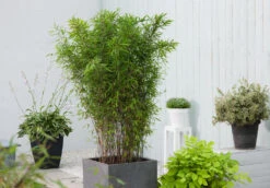 VIDAXL Soldes Magasin -VIDAXL Soldes Magasin 62d1061fbd7a22.21156077