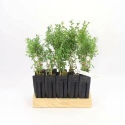 10 Buis Commun (buxus Sempervirens) - Haie De Buis Commun - 10 Jeunes Plants : Taille 10cm -VIDAXL Soldes Magasin 63bca70f6481e0.85631913