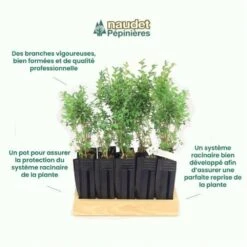 10 Buis Commun (buxus Sempervirens) - Haie De Buis Commun - 10 Jeunes Plants : Taille 10cm -VIDAXL Soldes Magasin 63bca70f685e23.10789299
