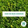 10 Buis Commun (buxus Sempervirens) - Haie De Buis Commun - 10 Jeunes Plants : Taille 10cm -VIDAXL Soldes Magasin 63bca70f6bd805.86374276