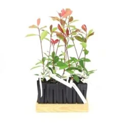 10 Photinia (photinia Fraseri 'red Robin') - Haie De Photinia Red Robin - 10 Jeunes Plants : Taille 20/40cm -VIDAXL Soldes Magasin 63bca725644c67.63472126