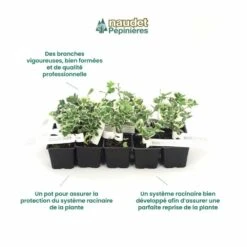 10 Fusain Emerald 'gaiety' (euonymus Fortunei 'gaeity') - Haie Fusain Gaiety - 10 Jeunes Plants : Taille 13/25cm -VIDAXL Soldes Magasin 63bca736196735.17415685