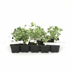 10 Fusain Emerald 'gaiety' (euonymus Fortunei 'gaeity') - Haie Fusain Gaiety - 10 Jeunes Plants : Taille 13/25cm -VIDAXL Soldes Magasin 63bca7361fc7b5.60773843