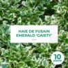 10 Fusain Emerald 'gaiety' (euonymus Fortunei 'gaeity') - Haie Fusain Gaiety - 10 Jeunes Plants : Taille 13/25cm -VIDAXL Soldes Magasin 63bca736296303.46650448
