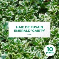 10 Fusain Emerald 'gaiety' (euonymus Fortunei 'gaeity') - Haie Fusain Gaiety - 10 Jeunes Plants : Taille 13/25cm