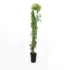 Lierre Des Bois 'glacier' (hedera Helix 'glacier') - Conteneur 3l -VIDAXL Soldes Magasin 63cf85da9d8e09.73091083