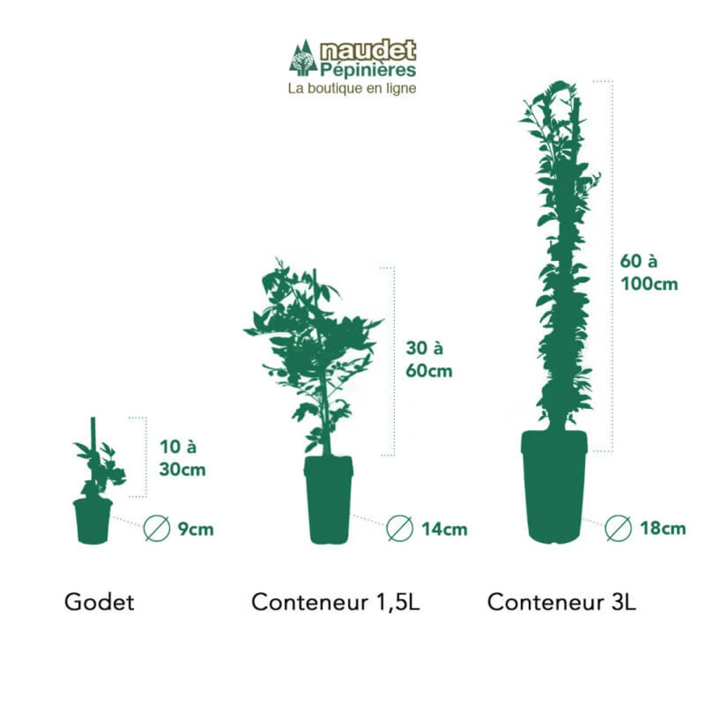 Clématite 'madame Lecoultre' (clematis 'mme Lecoultre) - Conteneur 1,5l 4 Clématite 'madame Lecoultre' (clematis 'mme Lecoultre) - Conteneur 1,5l – Image 2