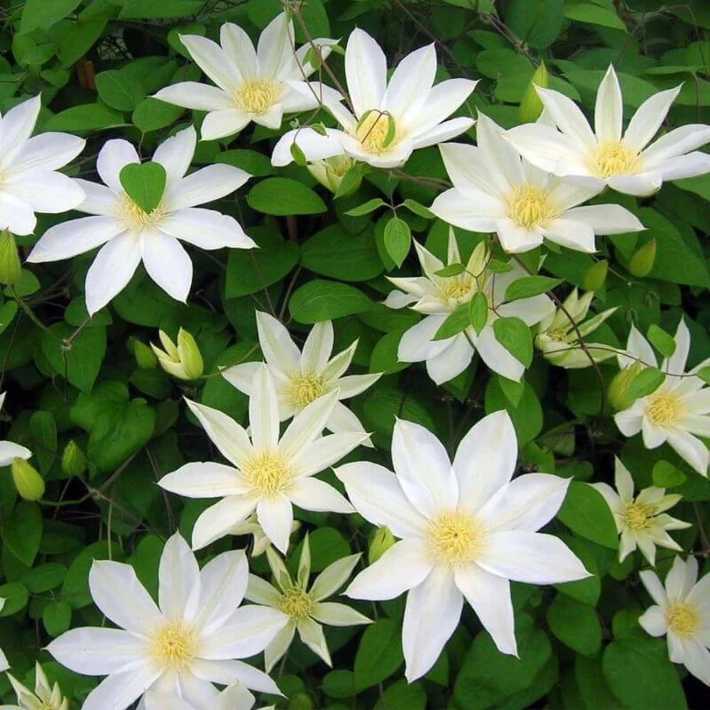 Clématite 'wada's Primrose' - Conteneur 3l 2 Clématite 'wada's Primrose' - Conteneur 3l