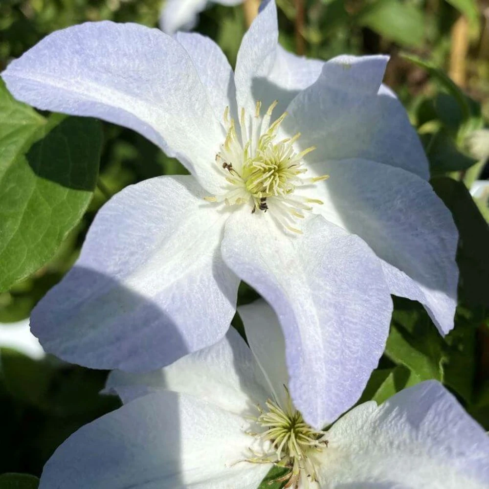 Clématite 'yukikomachi' - Conteneur 3l - Taille 30/60cm 3 Clématite 'yukikomachi' - Conteneur 3l - Taille 30/60cm