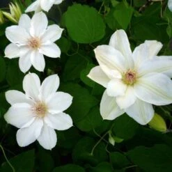 Clématite 'georges Jackman' - Conteneur 3l