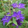 Clématite 'the President' (clematis 'the President') - Conteneur 3l -VIDAXL Soldes Magasin 63cf867e2469b8.97185179