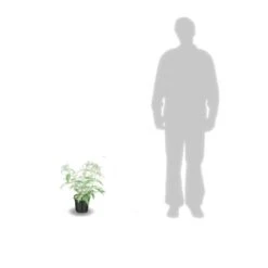 Arbre Aux Papillons Davidii White Profusion/pot De 3l - 20/40 Cm 7 Arbre Aux Papillons Davidii White Profusion/pot De 3l - 20/40 Cm -VIDAXL Soldes Magasin 63ed2dfb91e5e7.31220120