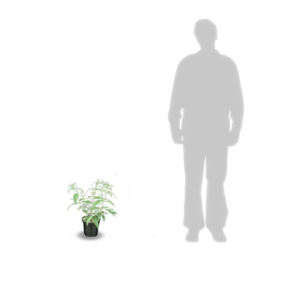 Arbre Aux Papillons Davidii White Profusion/pot De 3l - 20/40 Cm 5 Arbre Aux Papillons Davidii White Profusion/pot De 3l - 20/40 Cm – Image 3