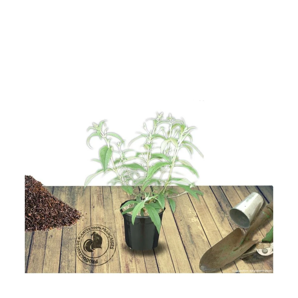 Arbre Aux Papillons Davidii White Profusion/pot De 3l - 20/40 Cm 4 Arbre Aux Papillons Davidii White Profusion/pot De 3l - 20/40 Cm – Image 2