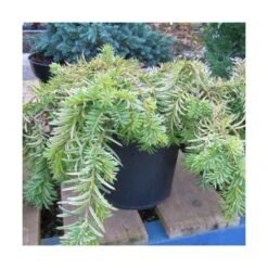 If Commun Baccata Repandens Aurea/godet - 5/20 Cm